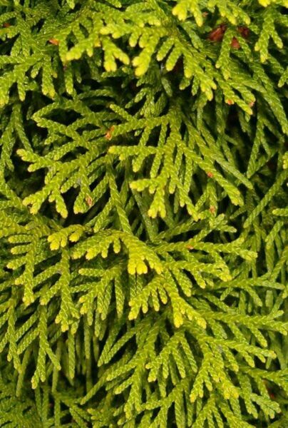 Thuja occidentalis